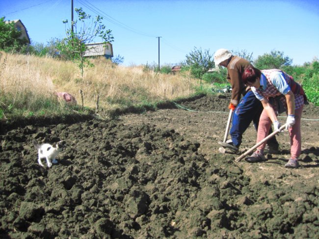 Як зменшити кількість робіт на городі, та отримати гарний врожай