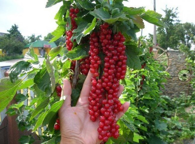 Замість куща – деревце. Плюси та мінуси вирощування смородини на штамбі