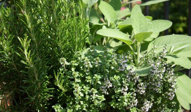 Вирощуємо пряні трави на городі. Від вибору сорту до використання на кухні
