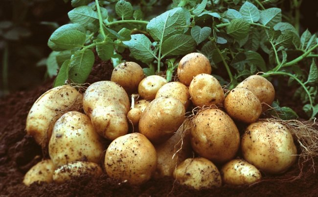 Як отримати гарний врожай картоплі. План дій