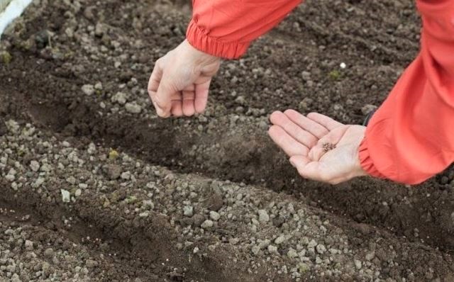 Що треба знати про підзимові посіви