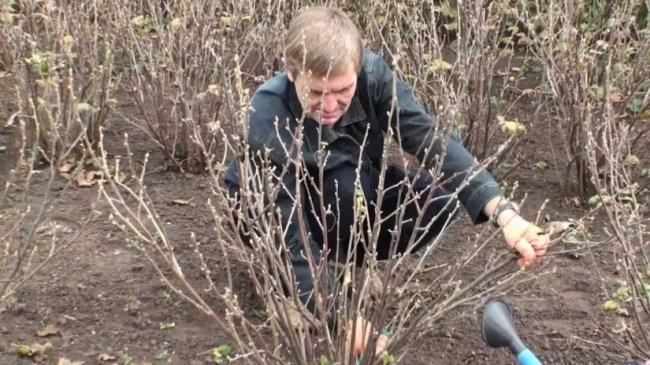 Кілька порад щодо обробки смородини навесні