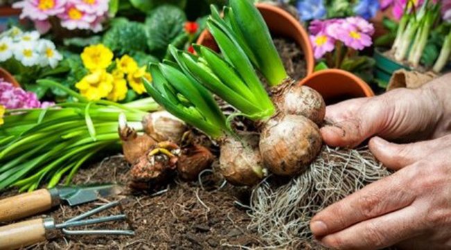 Що треба знати про осінню посадку квітів