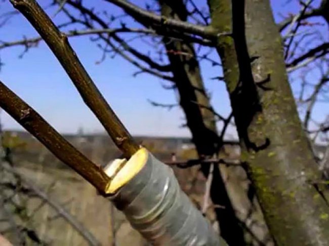 Що таке поліпшене копулювання, та як його робити