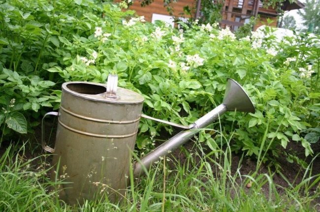10 підказок, що робити на городі у липні